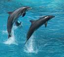 Study: Dolphins stay vigilant round-the-clock