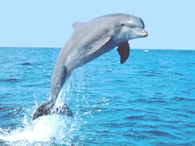 Dolphins 10 times stronger than fittest human athletes