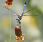 Dragonflies may provide alert system for water pollution