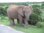Elephants Kept In Zoos Have Shorter Life-Span Than Wild Elephants