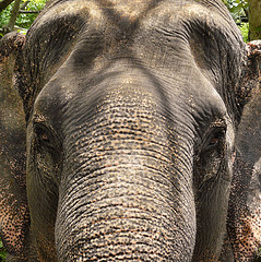 Elephants