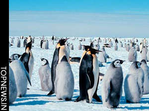 Emperor penguin marching to extinction by century end