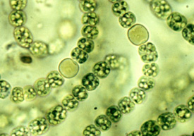 Engineered bacteria use sunlight to make fuel