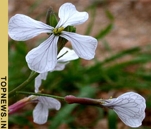 Study validates gastric anti-ulcer properties of herb medicine Rocket ''Eruca sativa''