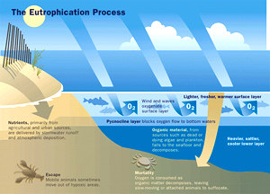 Eutrophication of seas may have impact on genetic variation in algae