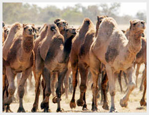 Feral camels take over remote Australian township