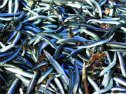 20 tonnes of dead fish block Karachi harbour