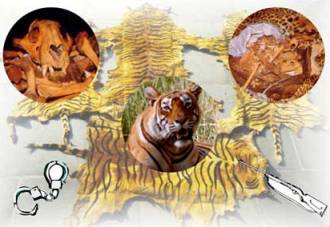 Conference of forest secretaries, conservators and wildlife wardens to begin today