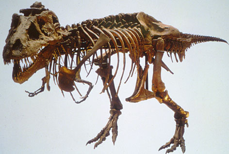 Fossil