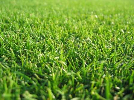 Smell of freshly cut grass can relieve stress | TopNews