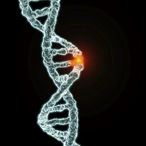 Rare genes behind high triglyceride levels in blood identified