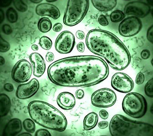 First chapter of encyclopedia of microbe genomes released