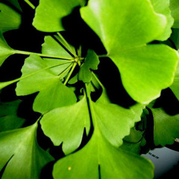Researchers Warn Over Ginkgo’s Seizures Risk