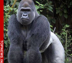 Gorillas might be the smartest apes on the planet