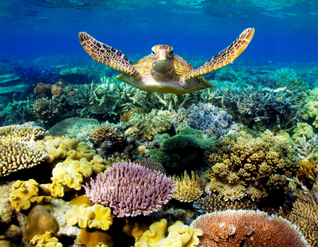 Climate change biggest threat to Great Barrier Reef: GBRMPA | TopNews