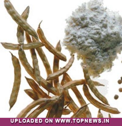 Guar Seed