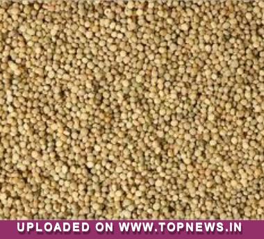 Guar Seed