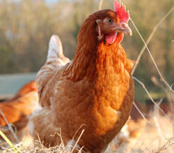 The little hen that lays grapefruit- sized eggs!