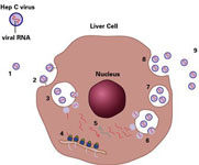 Hepatitis C Life-Cycle