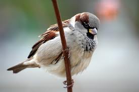 House sparrow might face extinction if not protected, warn activists