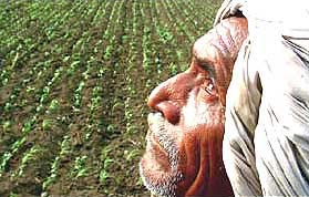 Indian Farmer