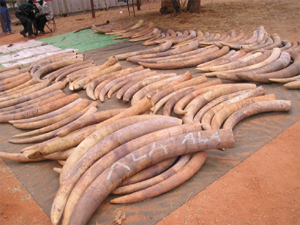 Ivory-poaching