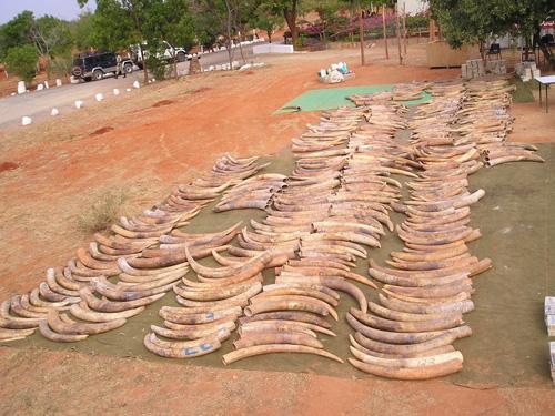 Massive African operation traps scores of illegal ivory dealers 