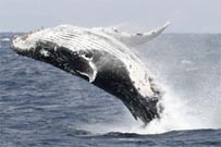 Japan's whalers publish research