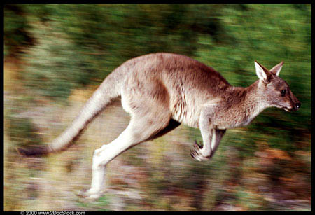 Kangaroo cull draws fire in Australia