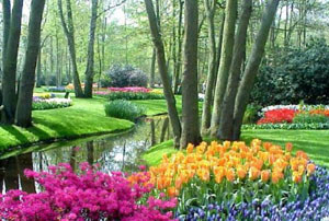 Keukenhof flower garden celebrates 60th anniversary 