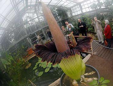 World’s smelliest flowers set to bloom at Kew Gardens