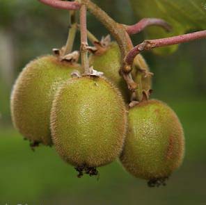 Profit sought by Kiwifruit growers