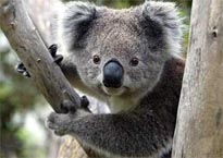 Australia’s iconic koala may be heading towards extinction