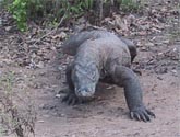 Komodo dragon has a bite weaker than a house cat’s