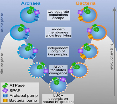 Last-Universal-Common-Ancestor