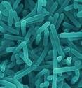 Listeriosis: A Major Concern! 