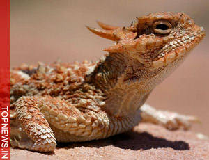 Scientists obtain evidence of rapid evolution in form of limb loss in lizards