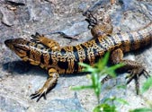 Lizard found inside chicken egg