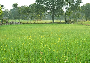 Madhya Pradesh surpasses Bihar to report highest growth: Report