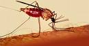 India Needs To Focus On Malaria Prevention, Says WHO Officials