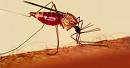 Malaria Breakthrough in Australia 