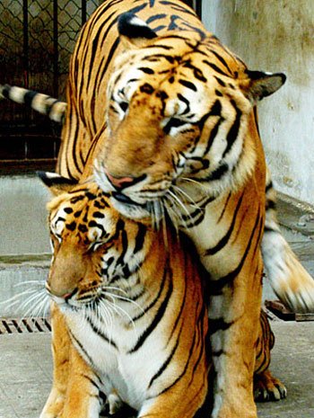 Tigers