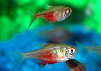 Male fish punish females for misbehaving during meal times