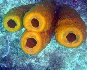 Cancer cell motility may be reduced by Marine sponges