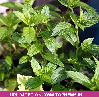 Mentha-Oil