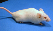 Female mice avoid inbred males on basis of scent alone
