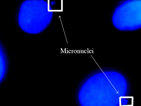 Micronuclei