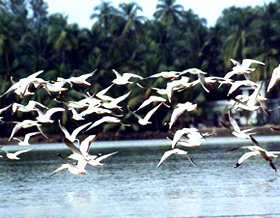 Migratory birds start descending on Himachal's Pong Dam wetlands