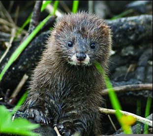 Whiskers reveal secret life of invasive minks