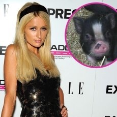Miss Piggy becomes latest celeb to chime in on Tiger Woods saga